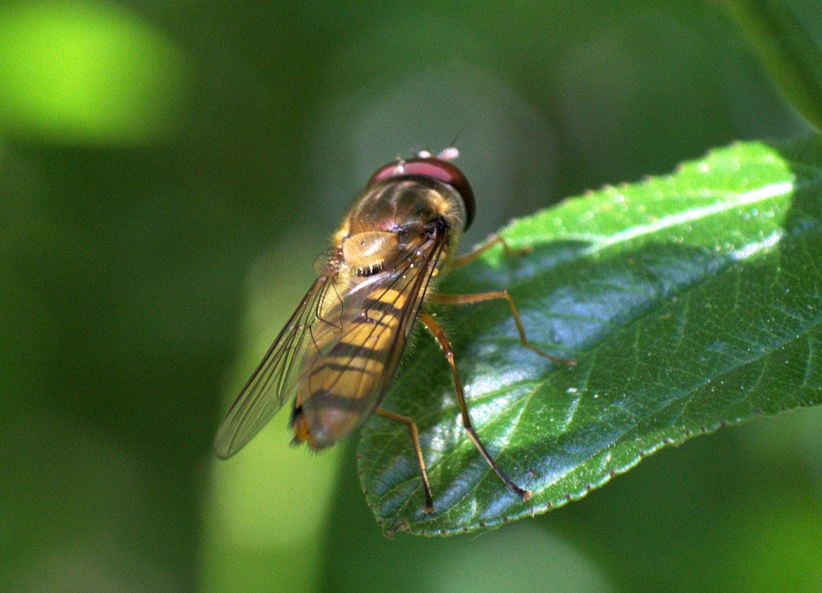 Episyrphus balteatus da confermare